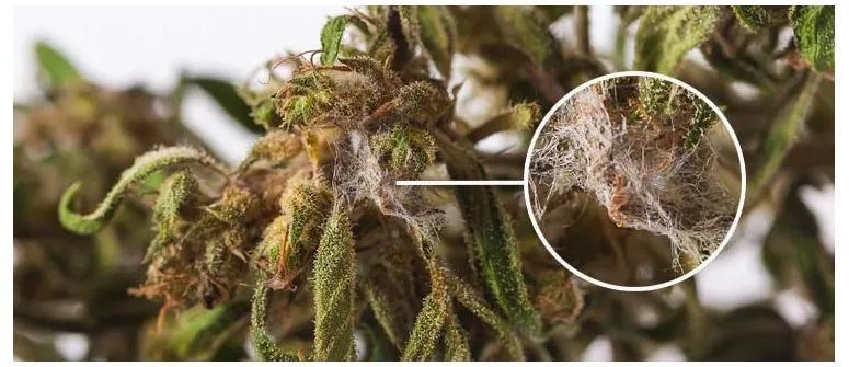 Fumar cannabis que está enmohecido suena asqueroso pero es algo peor ya que puede ser peligroso. Mejor aprende a diferenciar el bueno del malo.