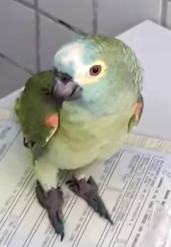 El papagayo delator