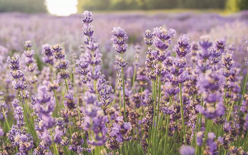 Linalool
