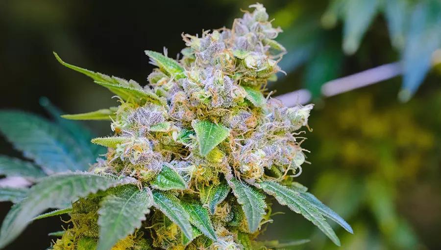 Venom OG