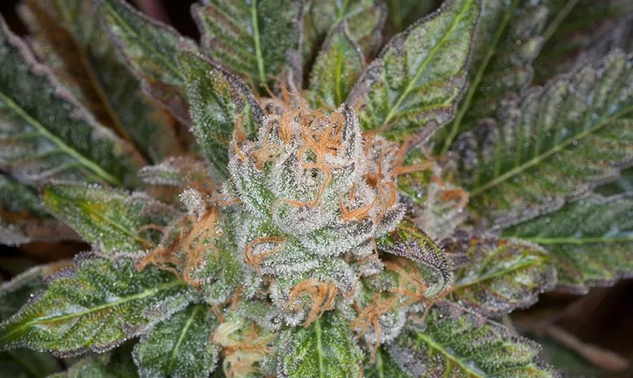 Fruity Pebbles OG