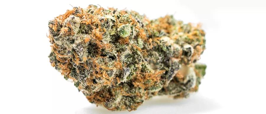 Tangie Biscotti