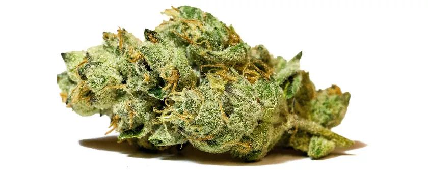 GMO Cookies