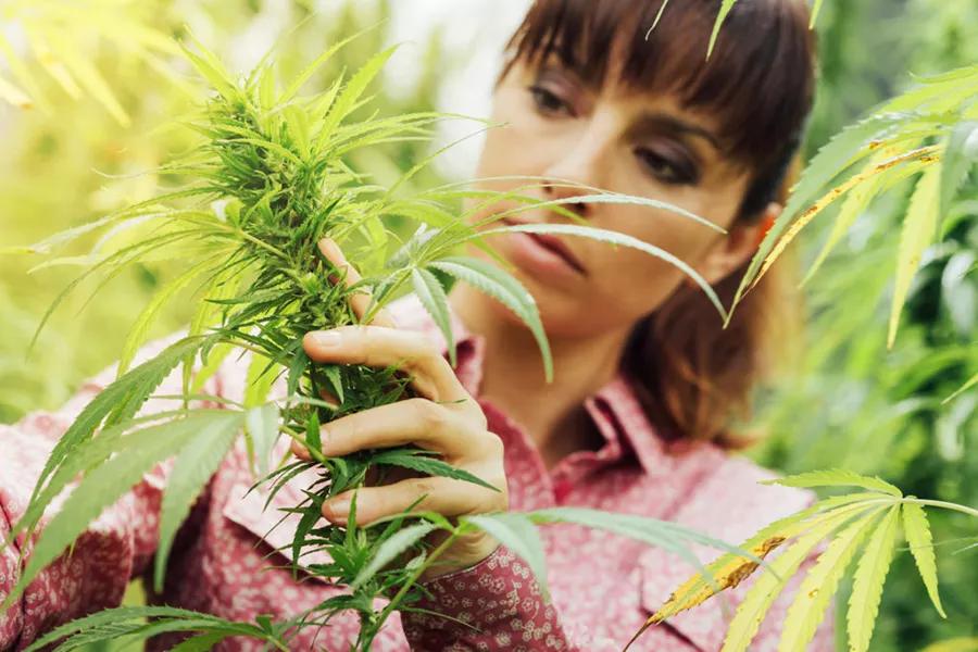Cultiva en casa con todas las garantías