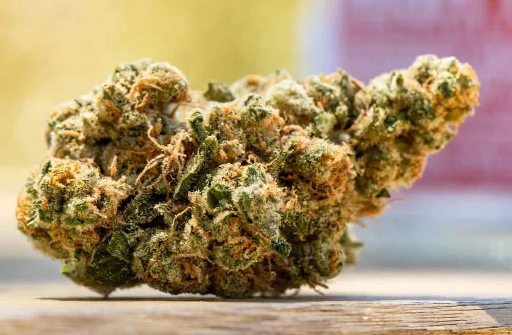 Mejor Sativa