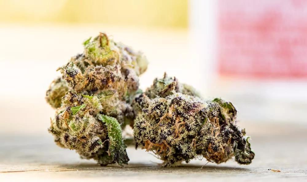 Cultivada al sol: