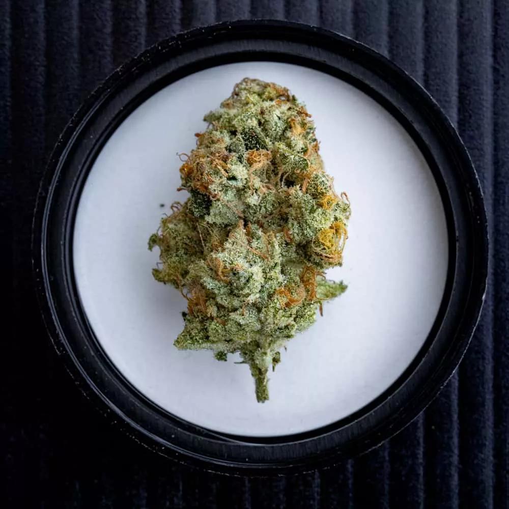 Mejor Sativa