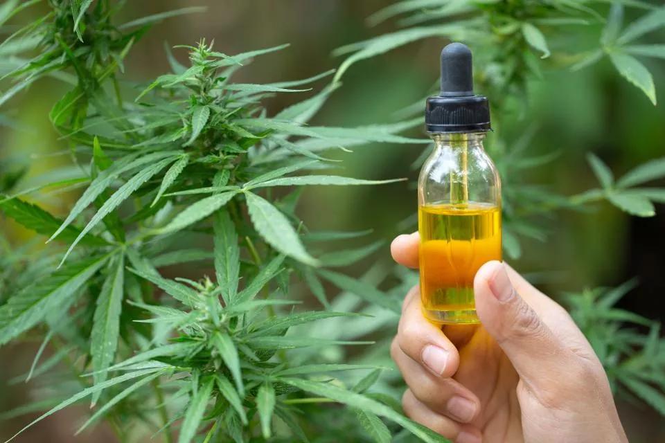 ¿Cómo identificar el aceite cannábico de calidad?