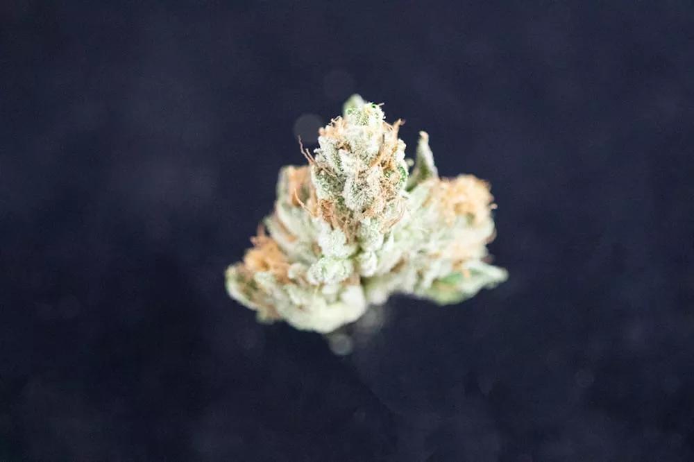 Mejor Sativa