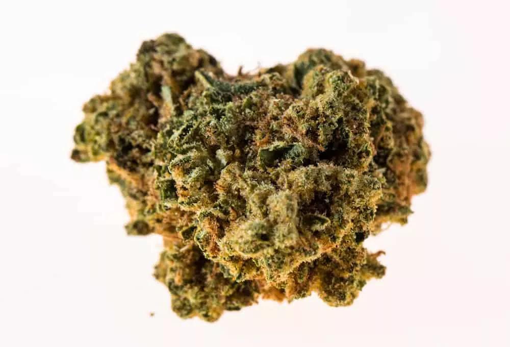Cultivada al sol
