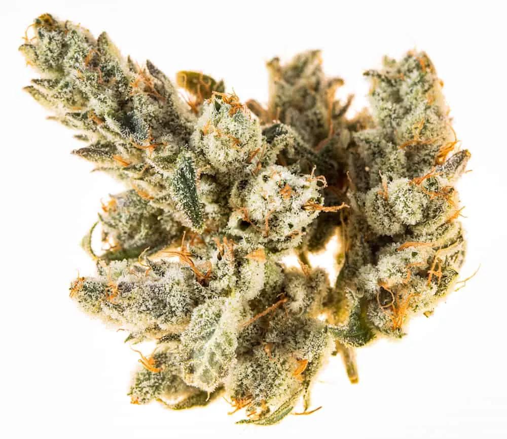 Mejor Sativa