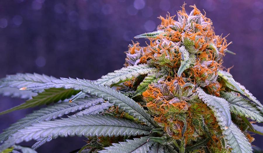 Grandaddy Purple