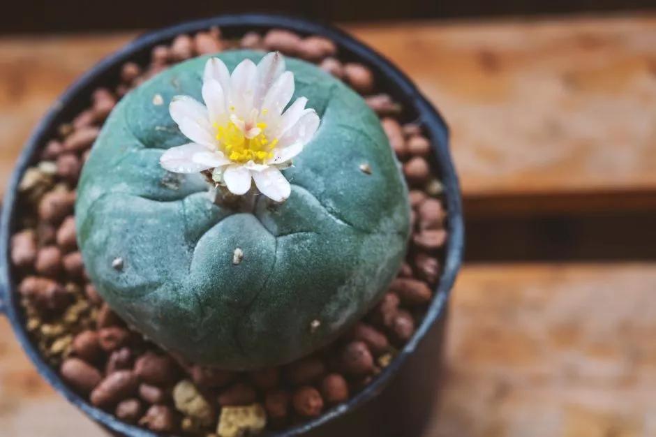 El peyote y sus efectos