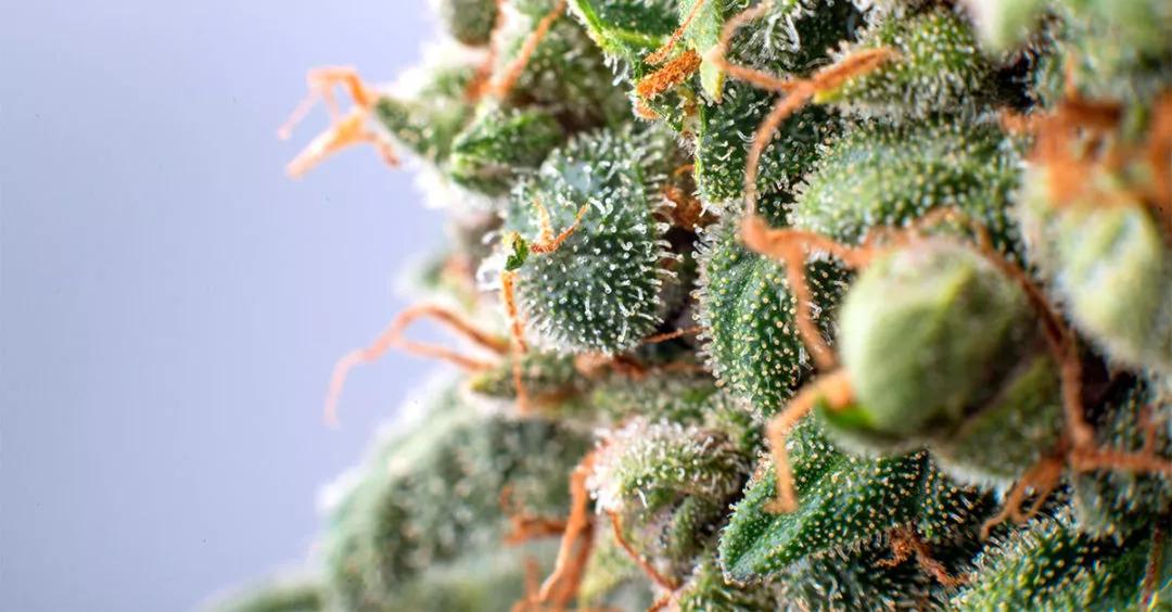 Foto 3 - Tree CBD