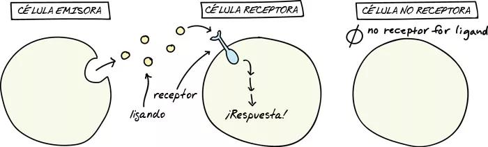 Figura 1: representación esquemática de la señalización celular (fuente: https://www.khanacademy.org)