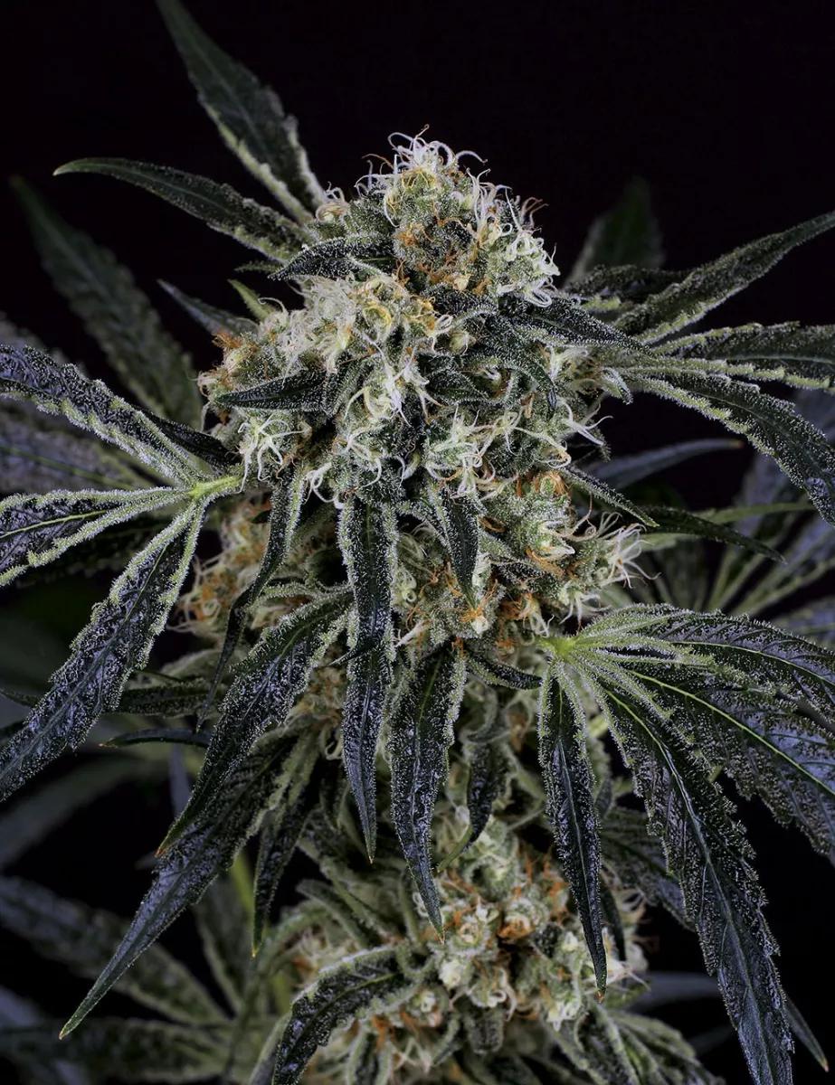 Blue Monkey