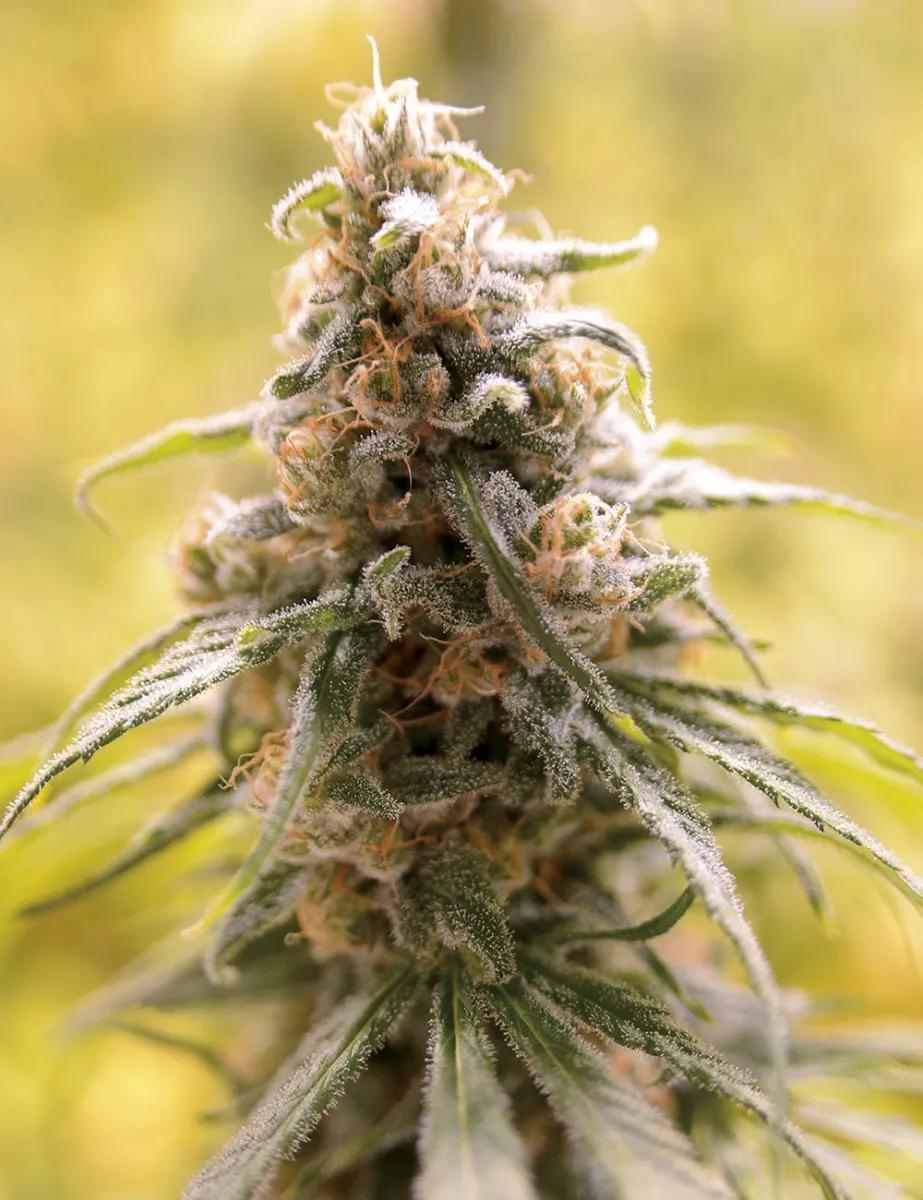 CBD Afghani