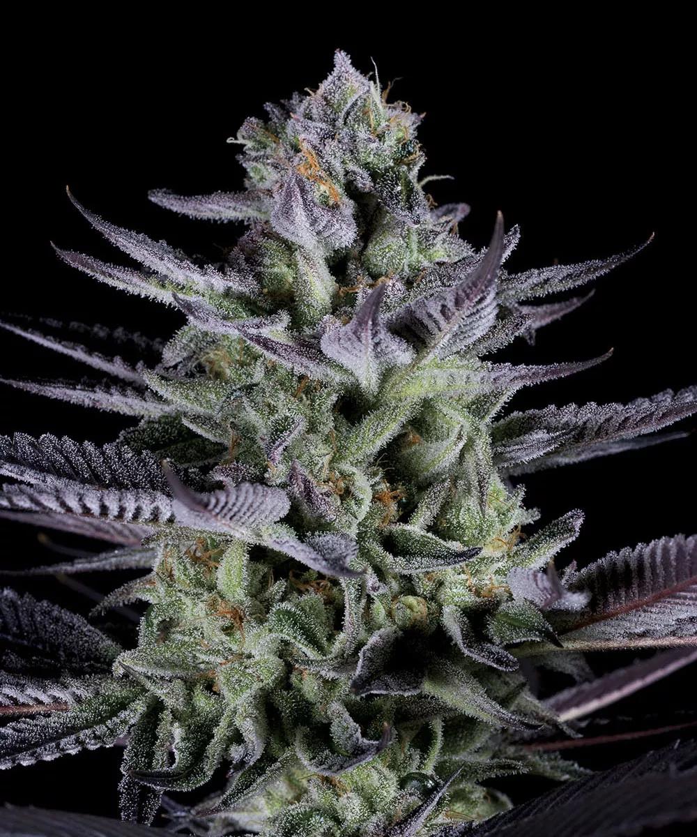 Blueberry Cookies