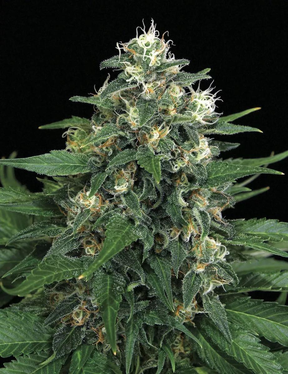 Exotic Thai