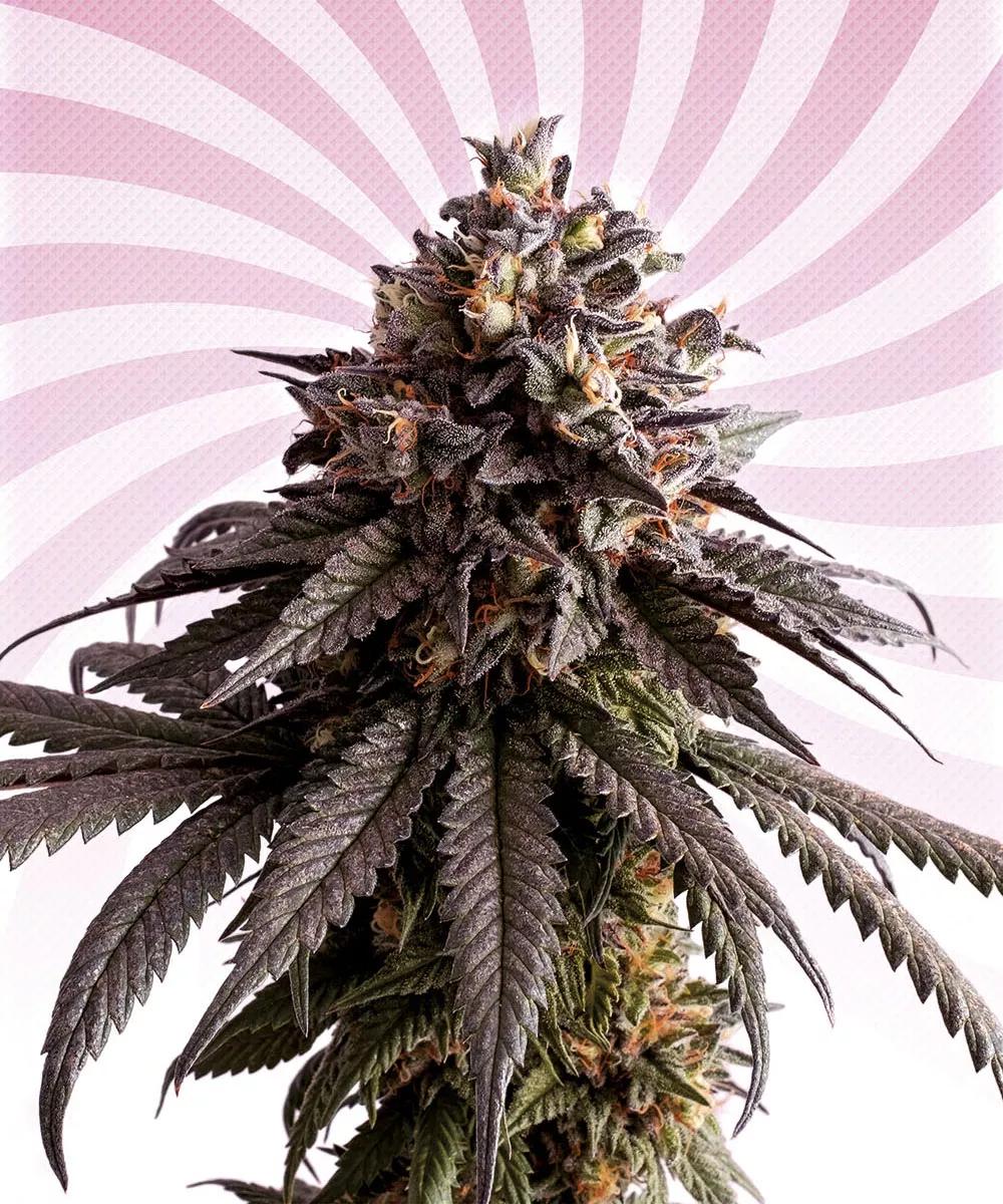 Gelato-K