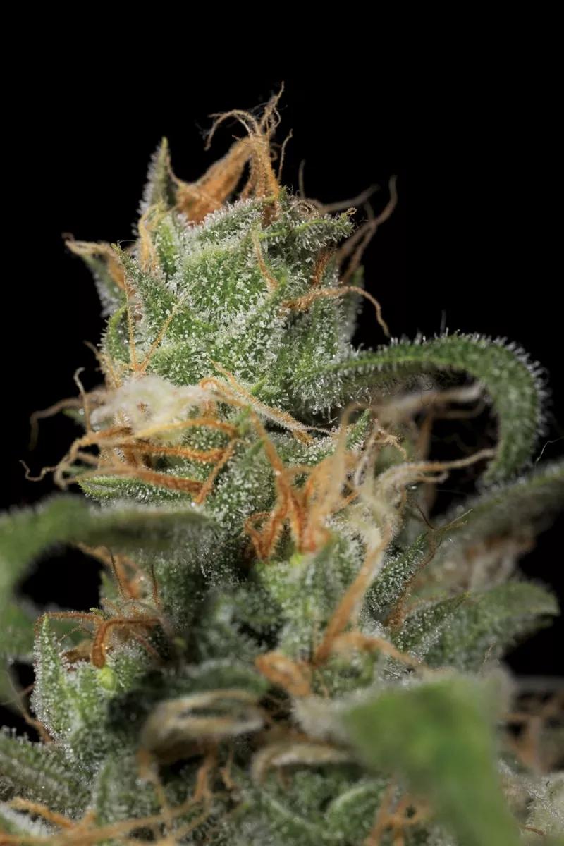 Blue Dream CBD 