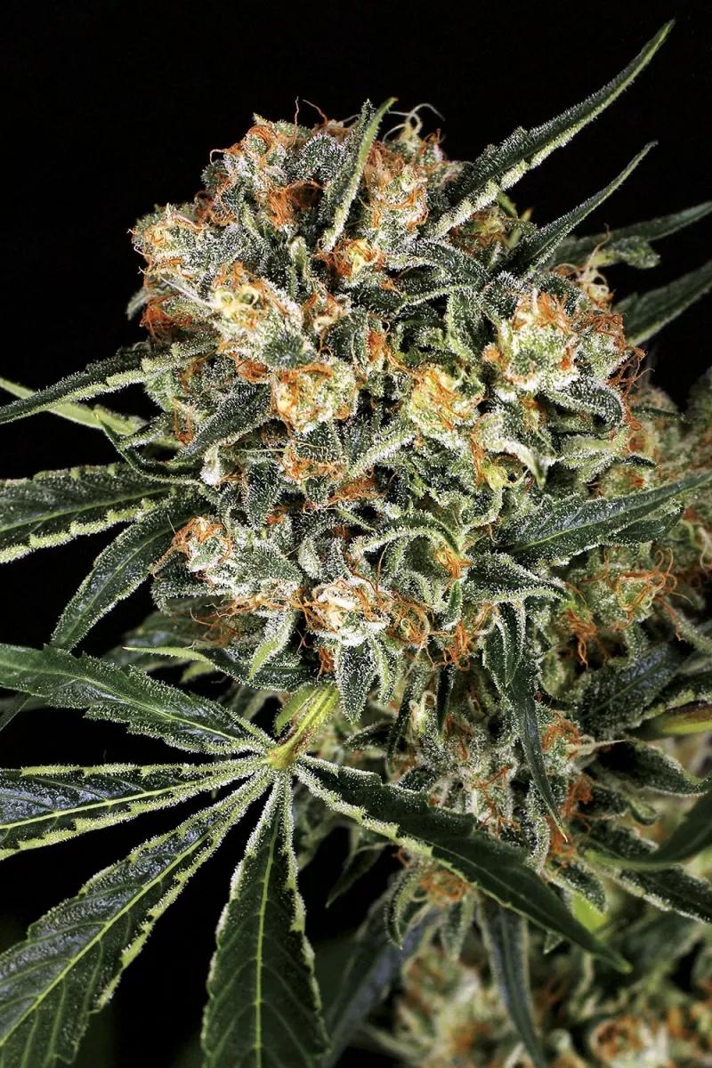 Hippie Therapy CBD
