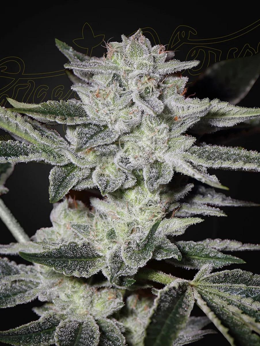 Sweet Valley Kush