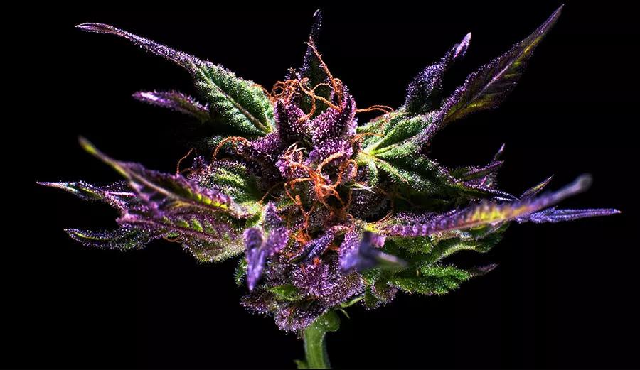 Granddady Purple