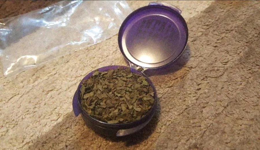 salvia divinorum