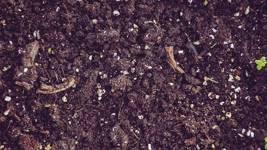 ¿Cómo saber si mi planta tiene una carencia o un exceso de calcio o magnesio?