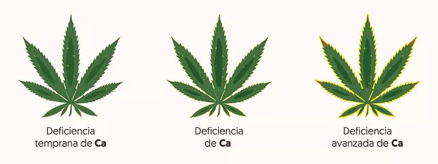 ¿Cómo saber si mi planta tiene una carencia o un exceso de calcio o magnesio?
