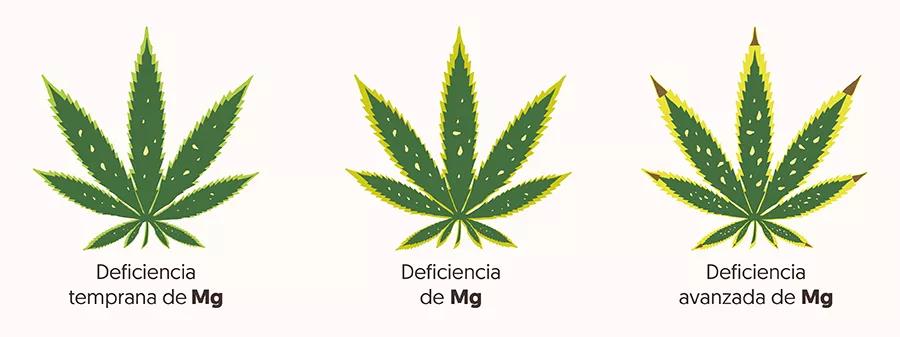 ¿Cómo saber si mi planta tiene una carencia o un exceso de calcio o magnesio?