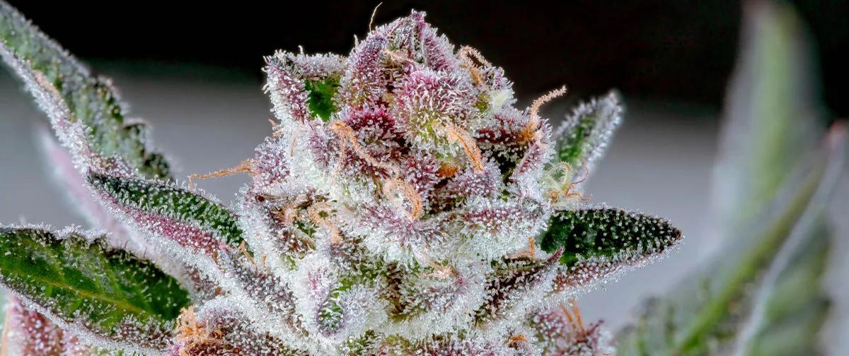 Tropicana Cookies