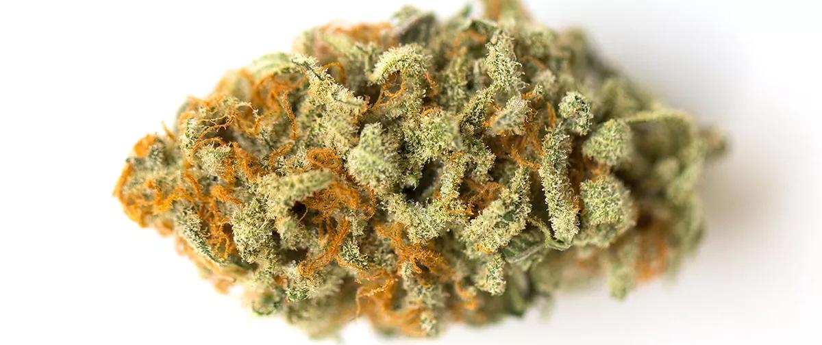 Orange Cookies