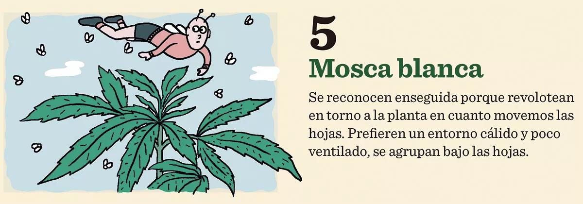 10 consejos para combatir las plagas
