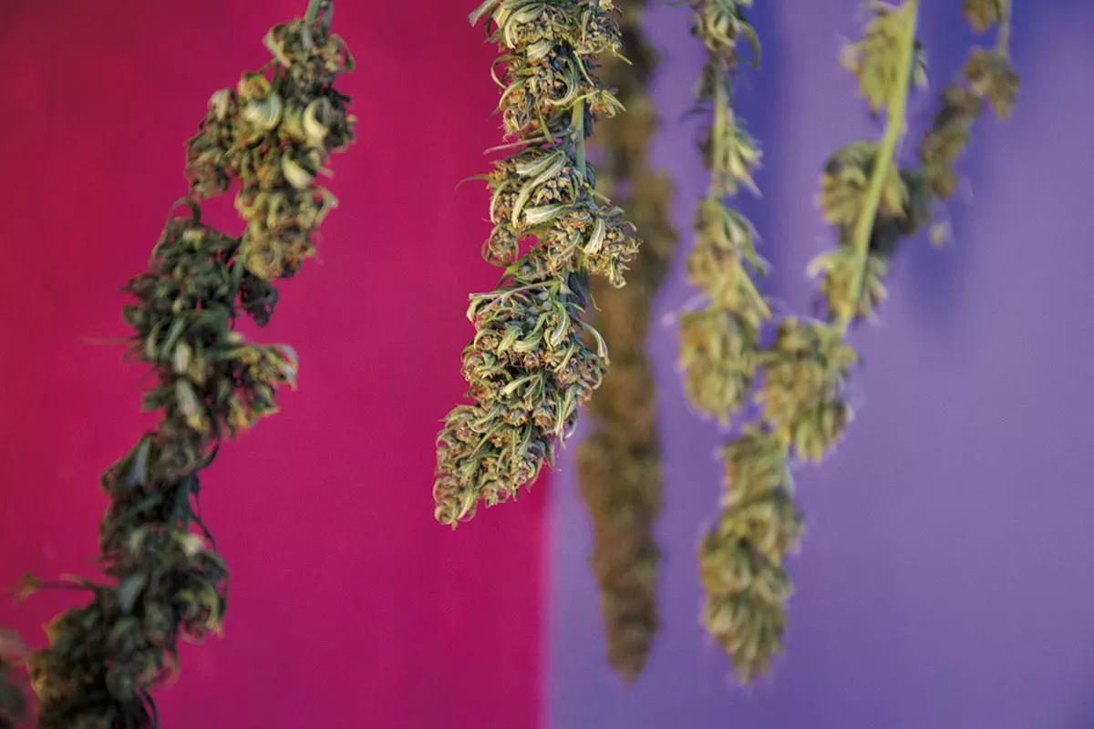 Flores de cáñamo