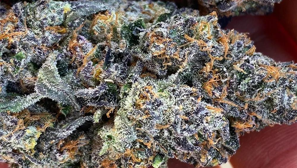 Sherbert