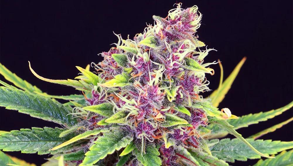 Purple Haze