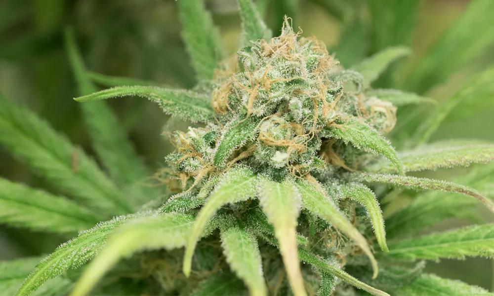 Blue Dream