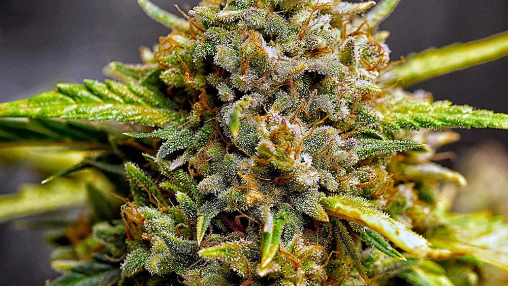 Northern Lights
