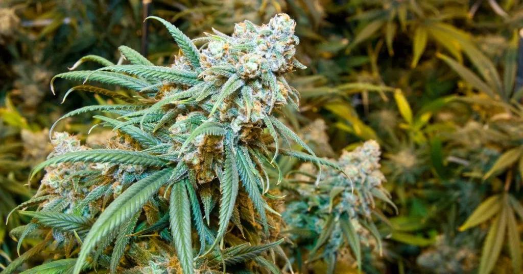 Lemon Kush