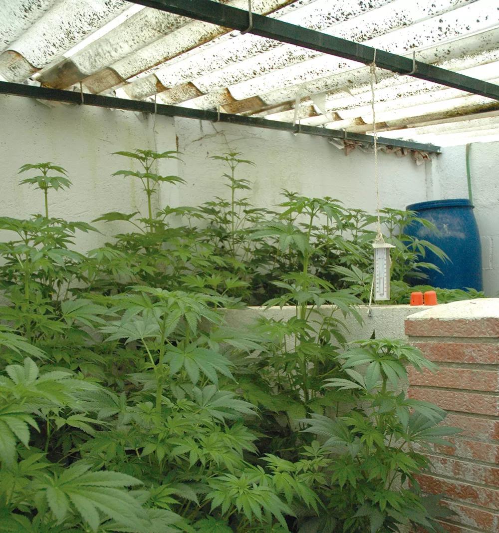 Este cultivador ha improvisado un invernadero con un tejado traslúcido.