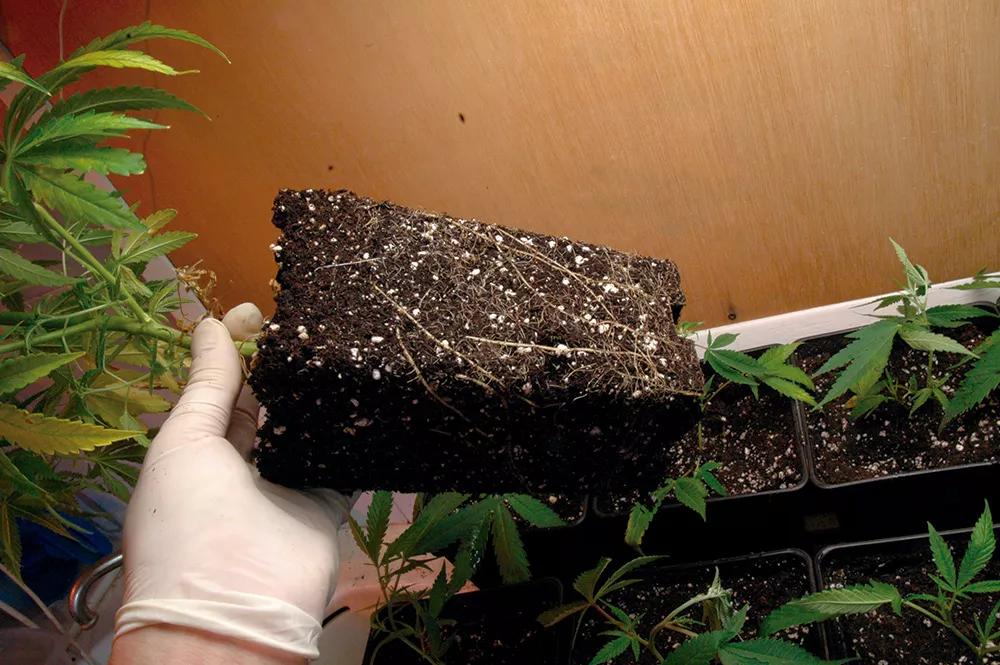 Las raíces crean un pan de tierra con la forma exacta de la maceta.