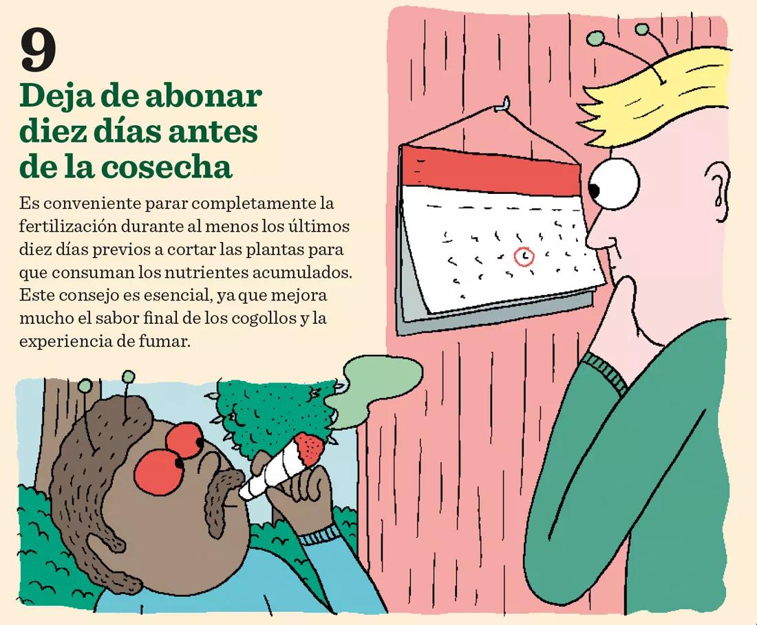 9. Deja de abonar diez días antes de la cosecha. Es conveniente parar completamente la fertilización durante al menos los últimos diez días previos a cortar las plantas para que consuman los nutrientes acumulados. Este consejo es esencial, ya que mejora mucho el sabor final de los cogollos y la experiencia de fumar.