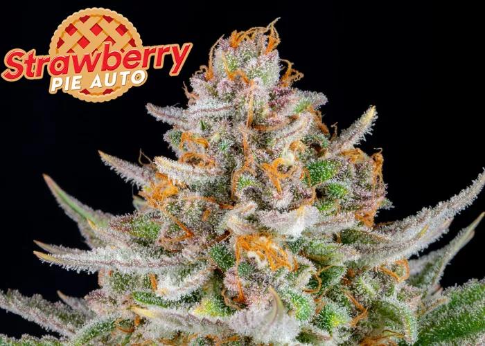 Fuente: Fast Buds