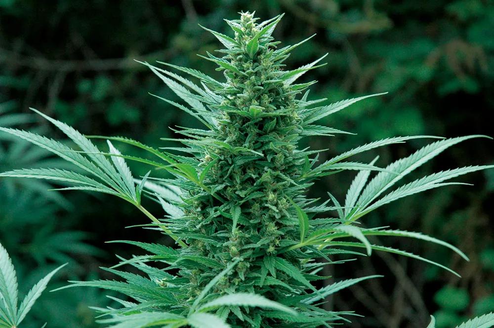 Las plantas de cannabis necesitan muchos nutrientes para hacer grandes cogollos.