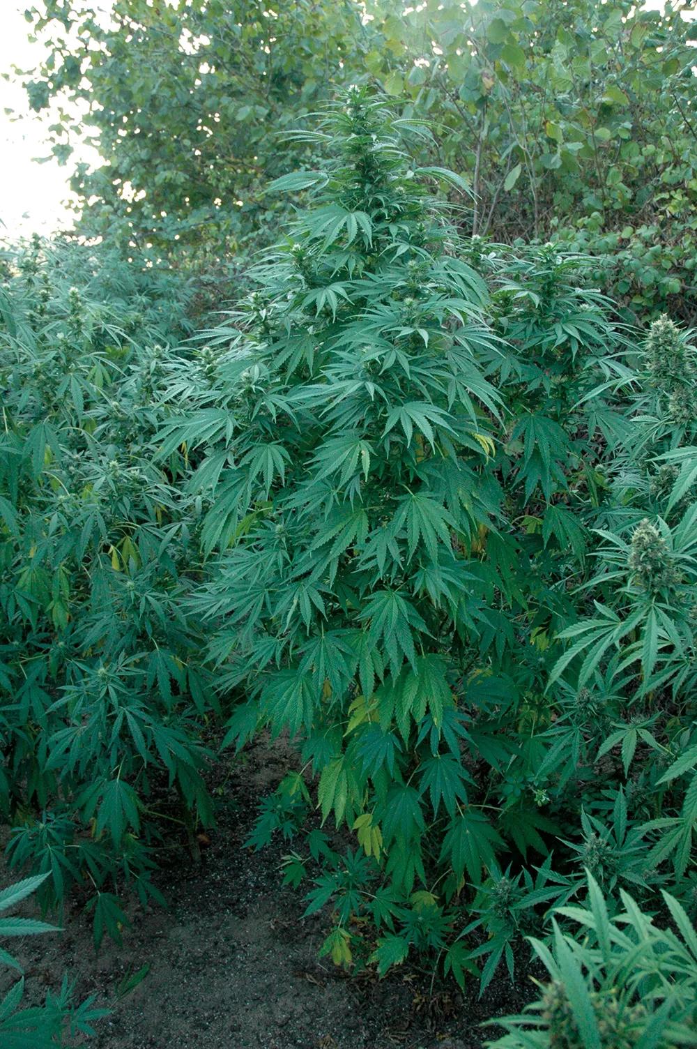 Las plantas que crecen en el suelo tienen suficiente con uno o dos riegos semanales con abono.