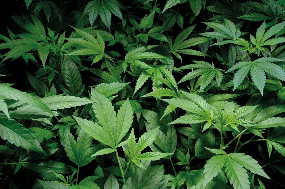 Las plantas sanas y bien alimentadas tienen un verde medio, ni muy claro ni muy oscuro.