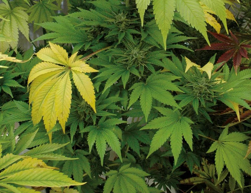 El amarilleamiento general de las hojas más grandes indica una falta de nitrógeno, que se soluciona fácilmente aplicando abono de crecimiento.