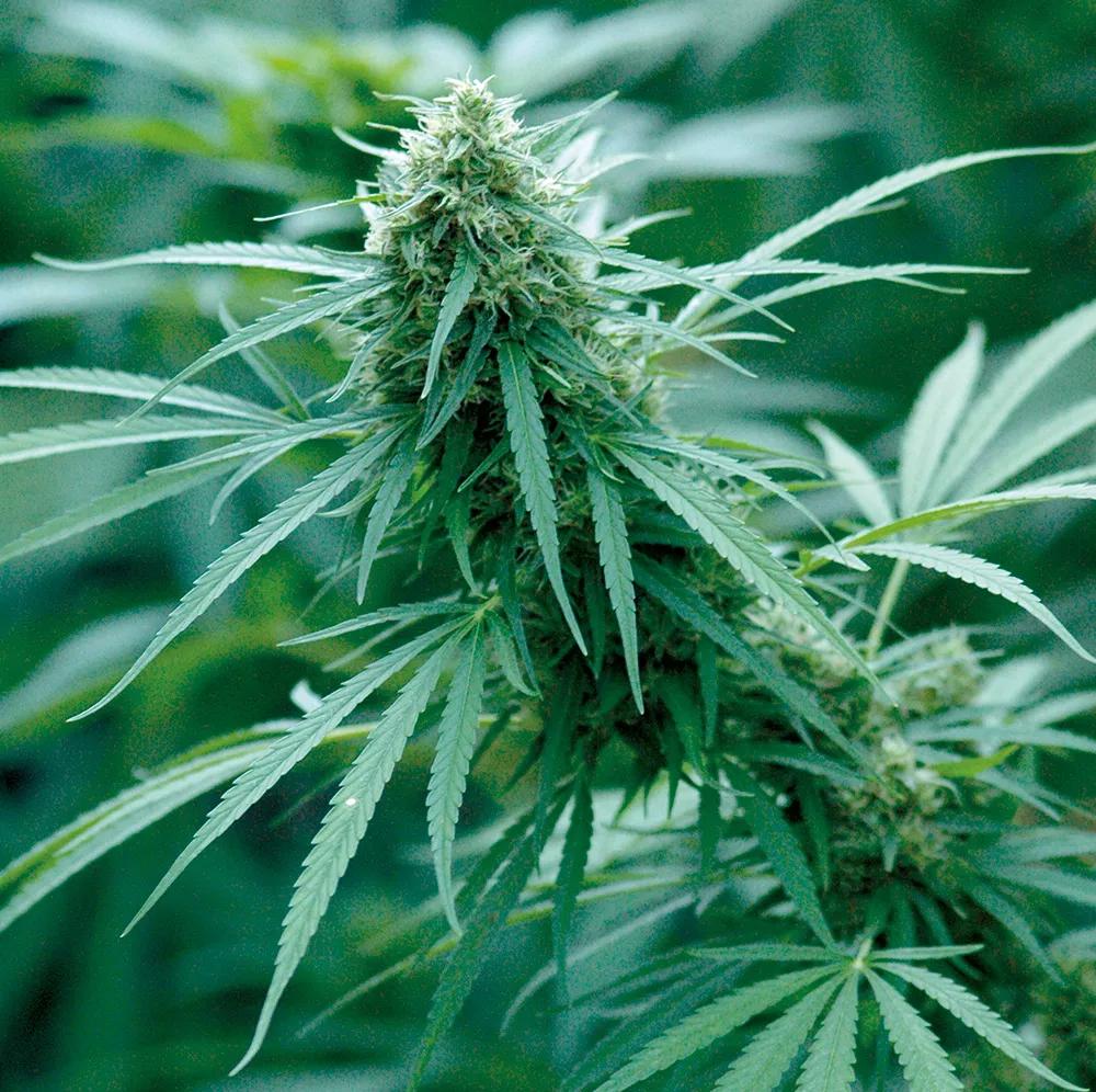 Las sativas siguen creciendo bastante a la vez que florecen, y por su floración más larga a menudo no se cosechan hasta finales de octubre o noviembre.